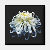 Blumen | Weißer Chrysanthemum Magnet (Vorne)