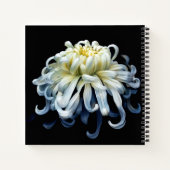 Blumen | Weißer Chrysanthemum Notizblock (Rückseite)