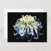 Blumen | Weißer Chrysanthemum Postkarte (Vorne/Hinten)