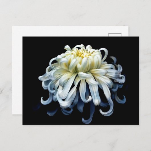 Blumen | Weißer Chrysanthemum Postkarte (Vorne/Hinten)