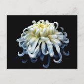 Blumen | Weißer Chrysanthemum Postkarte (Vorderseite)