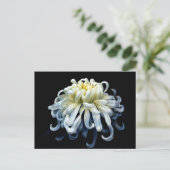 Blumen | Weißer Chrysanthemum Postkarte (Stehend Vorderseite)