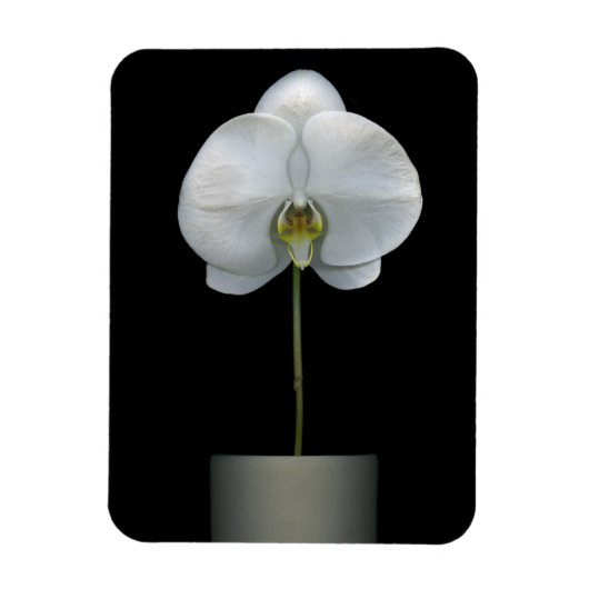 Blumen | Weißorchid-Blume Magnet (Vertikal)