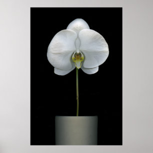 Blumen Weißorchid-Blume Poster