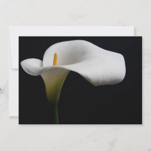 Blumen   White Calla Lily Dankeskarte