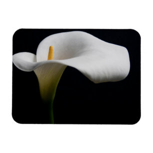 Blumen   White Calla Lily Magnet