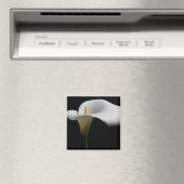 Blumen | White Calla Lily Magnet (In Situ (Geschirrspüler))