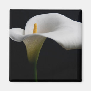Blumen White Calla Lily Magnet