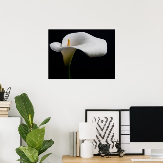 Blumen | White Calla Lily Poster (Heimbüro)