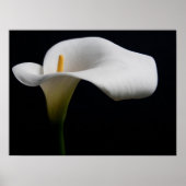 Blumen | White Calla Lily Poster (Vorne)