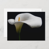 Blumen | White Calla Lily Postkarte (Vorne/Hinten)