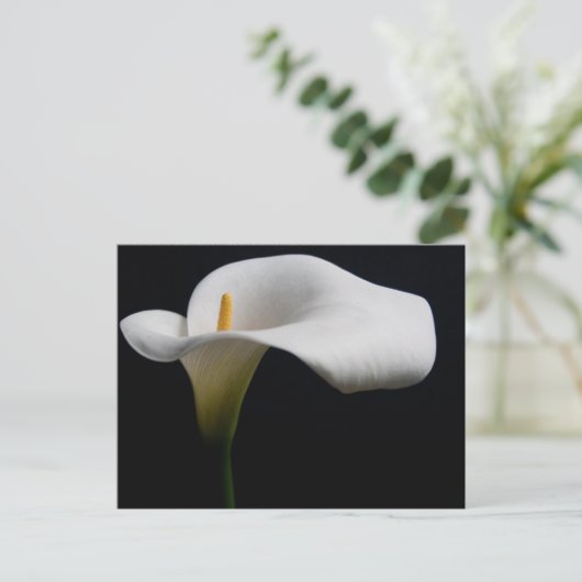 Blumen | White Calla Lily Postkarte (Stehend Vorderseite)