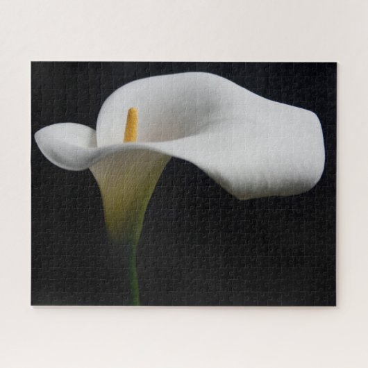 Blumen | White Calla Lily Puzzle (Horizontal)
