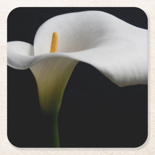 Blumen | White Calla Lily Rechteckiger Pappuntersetzer (Vorderseite)