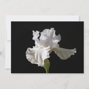 Blumen   White Iris Dankeskarte