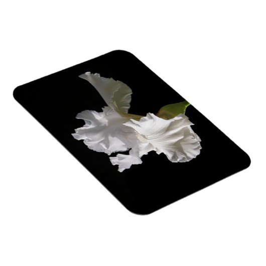 Blumen | White Iris Magnet (Rechte Seite)