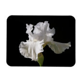 Blumen | White Iris Magnet (Horizontal)