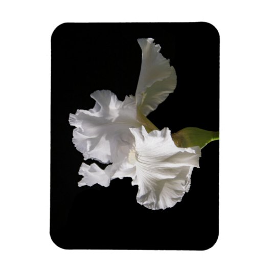 Blumen | White Iris Magnet (Vertikal)