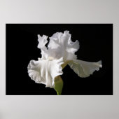Blumen | White Iris Poster (Vorne)