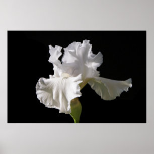 Blumen White Iris Poster