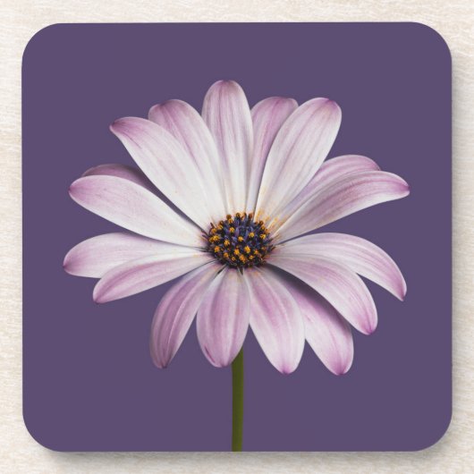 Blumen | White & Lila Daisy Getränkeuntersetzer (Vorderseite)