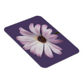 Blumen | White & Lila Daisy Magnet (Rechte Seite)