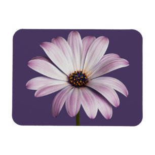 Blumen   White & Lila Daisy Magnet