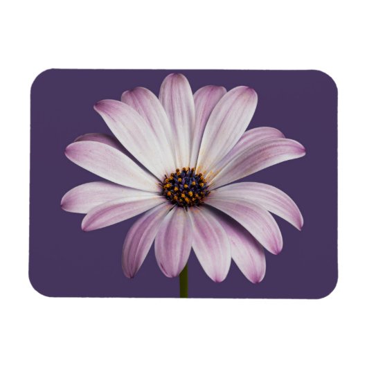 Blumen | White & Lila Daisy Magnet (Horizontal)