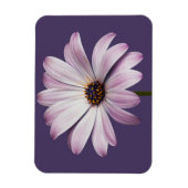 Blumen | White & Lila Daisy Magnet (Vertikal)