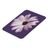 Blumen | White & Lila Daisy Magnet (Linke Seite)