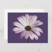 Blumen | White & Lila Daisy Postkarte (Vorne/Hinten)