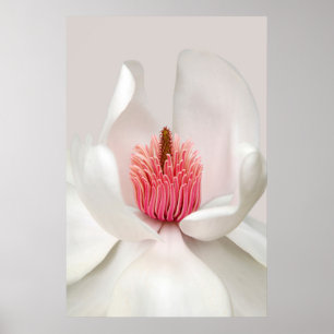Blumen White Magnolia Poster