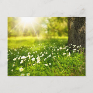 Blumen-Wiesen-Postkarte Postkarte