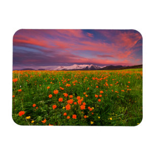 Blumen Wildblume Felsschneebedeckte Berge Magnet
