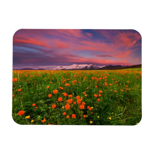 Blumen | Wildblume Felsschneebedeckte Berge Magnet (Horizontal)