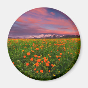 Blumen   Wildblume Felsschneebedeckte Berge Magnet