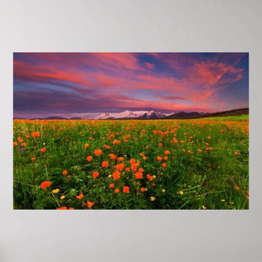Blumen | Wildblume Felsschneebedeckte Berge Poster (Vorne)