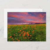 Blumen | Wildblume Felsschneebedeckte Berge Postkarte (Vorne/Hinten)
