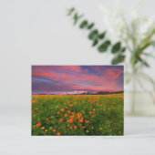 Blumen | Wildblume Felsschneebedeckte Berge Postkarte (Stehend Vorderseite)