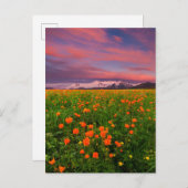Blumen | Wildblume Felsschneebedeckte Berge Postkarte (Vorne/Hinten)