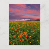 Blumen | Wildblume Felsschneebedeckte Berge Postkarte (Vorderseite)