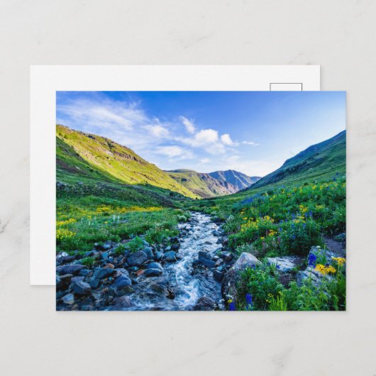 Blumen | Wildblumen in Colorado Postkarte