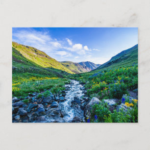 Blumen   Wildblumen in Colorado Postkarte