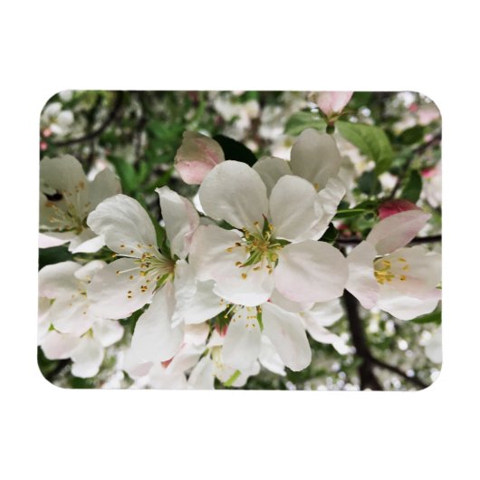 Blumenapfel Magnet (Horizontal)