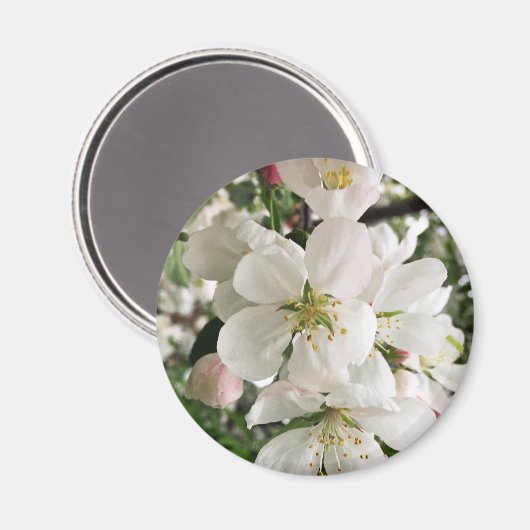 Blumenapfel Magnet (Vorderseite/Rückseite)