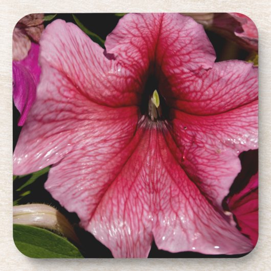 Blumenausbruch Getränkeuntersetzer (Vorderseite)