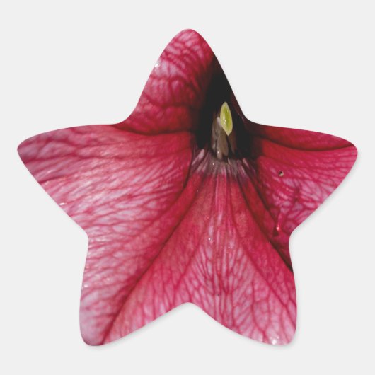 Blumenausbruch Stern-Aufkleber (Vorderseite)