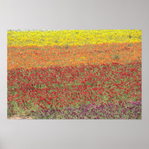 Blumenbänder in Carlsbad, Kalifornien Poster