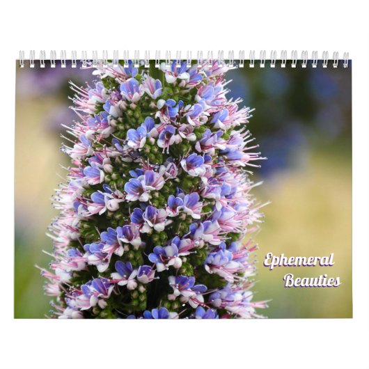 Blumenbeauty aus meiner Gartensammlung Kalender (Titelbild)