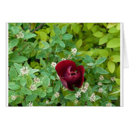 Blumenbeet im Frühjahr